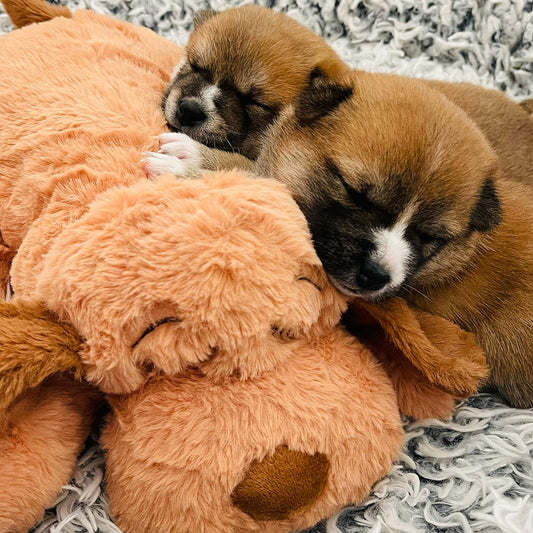 Snuggle Puppy Juguete Original Para Cachorros Con Pulso y Calor De Sensación Real