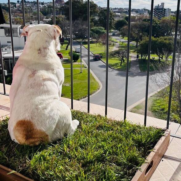 Sanitario Natural Para Mascotas